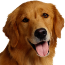 İndir  Dog Breeds