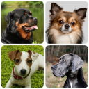 İndir  Dog Breeds - Quiz about dogs!