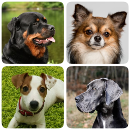 Logo Dog Breeds - Quiz about dogs!