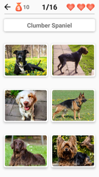İndir Dog Breeds - Quiz about dogs! Sınavlar Android için Ekran görüntüsü 6