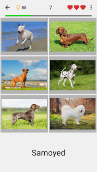 İndir Köpekler Tüm ırkları tahmin et Sınavlar Android için