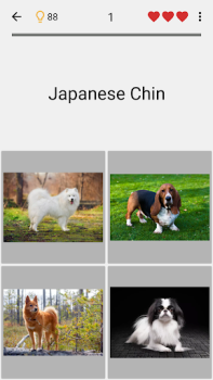 İndir Köpekler Tüm ırkları tahmin et Sınavlar Android için Ekran görüntüsü 4