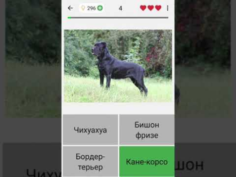 İndir Köpekler Tüm ırkları tahmin et Sınavlar Android için Ekran görüntüsü 8