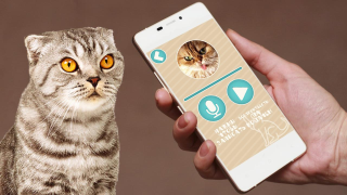 İndir Переводчик на кошачий язык Eğlence Android için Ekran görüntüsü 3