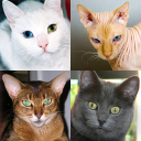 İndir  Kedi ırkları - Fotoğraf testi