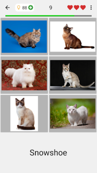 İndir Kedi ırkları - Fotoğraf testi Sınavlar Android için Ekran görüntüsü 2
