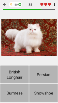 İndir Kedi ırkları - Fotoğraf testi Sınavlar Android için Ekran görüntüsü 4