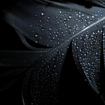 İndir Black Live Wallpaper Özelleştirme Android için