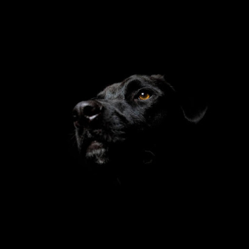 İndir Black Live Wallpaper Özelleştirme Android için Ekran görüntüsü 2