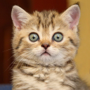 İndir  Cat sounds - play with cats
