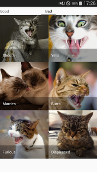 İndir Cat sounds - play with cats Eğlence Android için Ekran görüntüsü 4