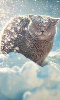 İndir Falling Snow Live Wallpaper (live background) Özelleştirme Android için Ekran görüntüsü 3