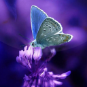 İndir  Butterflies Live Wallpaper