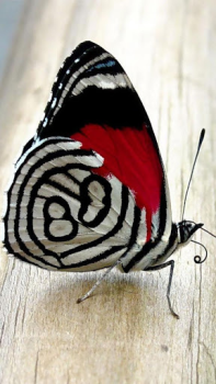 İndir Butterflies Live Wallpaper Özelleştirme Android için Ekran görüntüsü 2