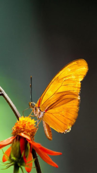 İndir Butterflies Live Wallpaper Özelleştirme Android için Ekran görüntüsü 4