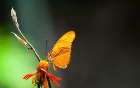 İndir Butterflies Live Wallpaper Özelleştirme Android için Ekran görüntüsü 7