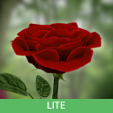 İndir  3D Rose Live Wallpaper Lite