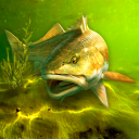 İndir My Fishing World