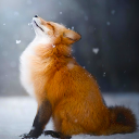 İndir  Fox konuşuyor